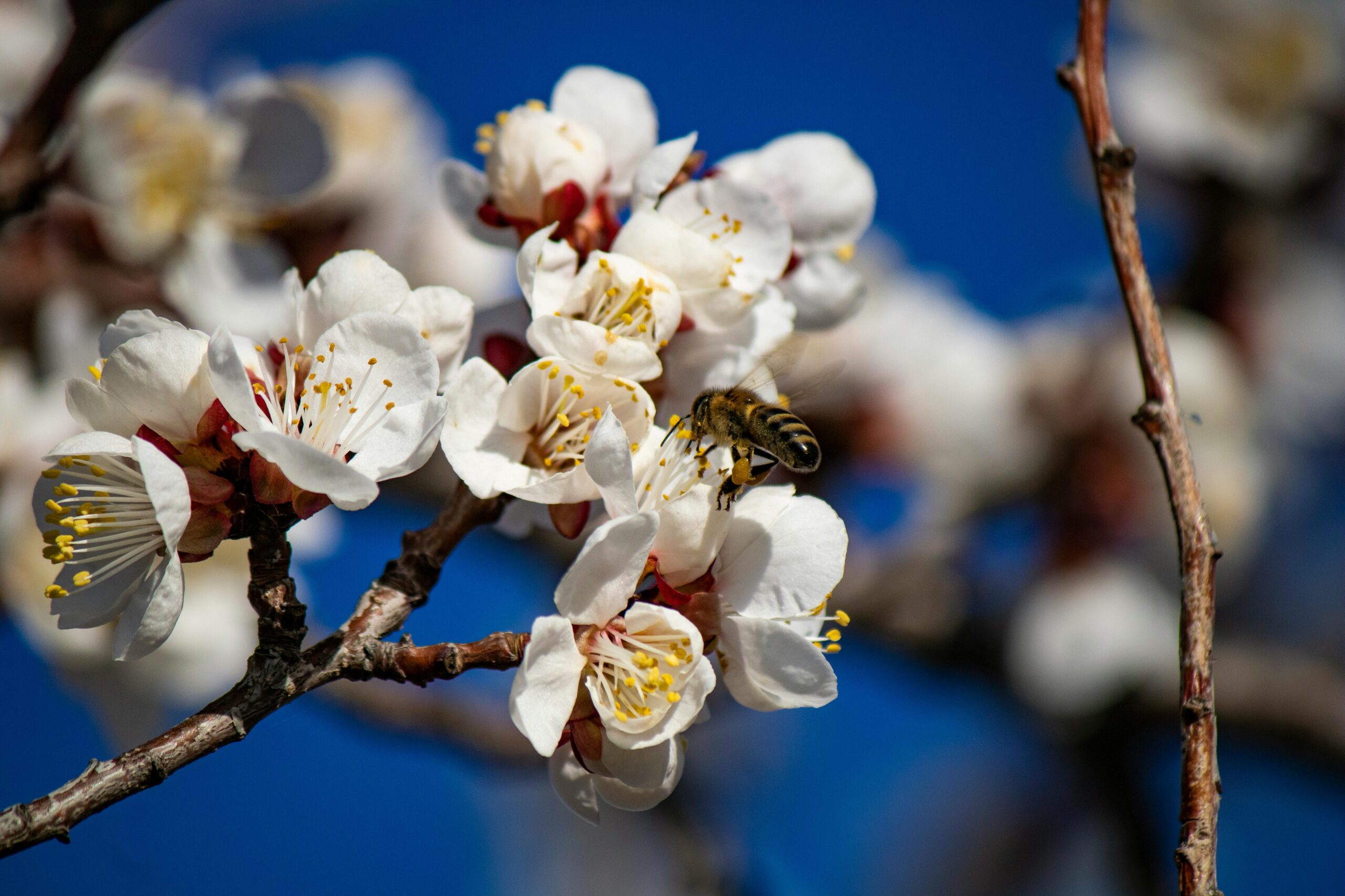A bee collecting nectar from white blossoms in bright spring sunlight.